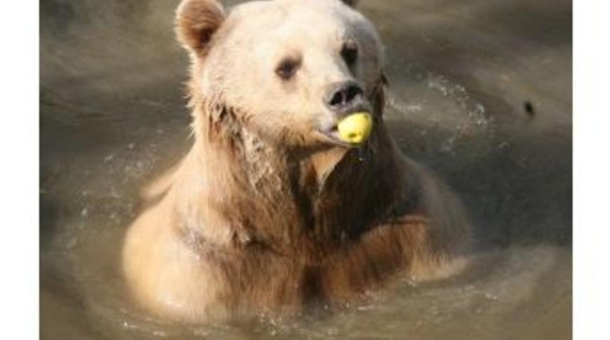 Kış Bahar Gibi Ge&ccedil;ince Ayılar Da Uykuya Yatmadı
