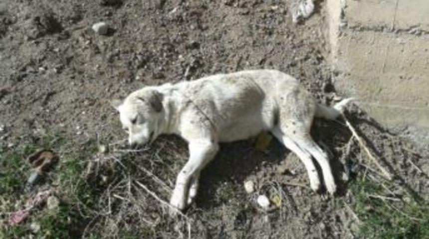 K&ouml;peği K&ouml;pr&uuml;n&uuml;n Demirlerine Asıp &Ouml;l&uuml;me Terk Ettiler