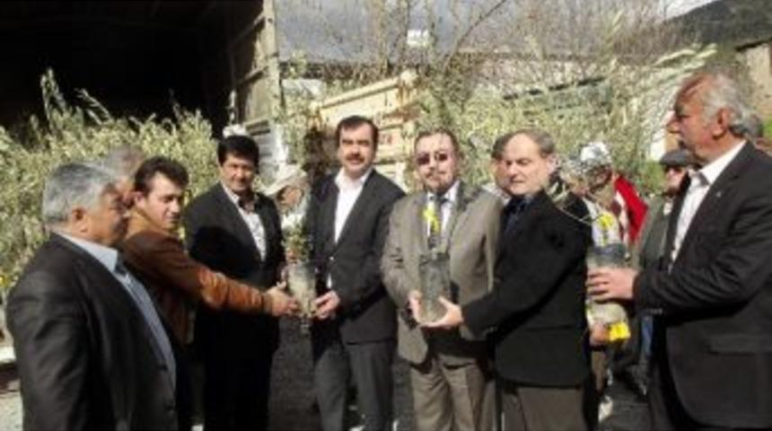 Aydın Merkez K&ouml;ylerine Zeytin Ve Ceviz Fidanı Dağıtıldı