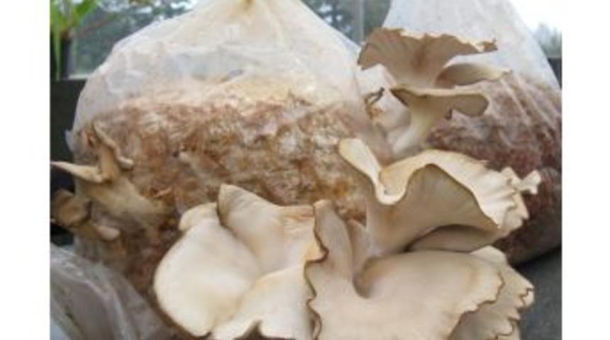 Yozgat Bozok &Uuml;niversitesi Bilimsel Araştırmalarını Her Ge&ccedil;en G&uuml;n Artırıyor