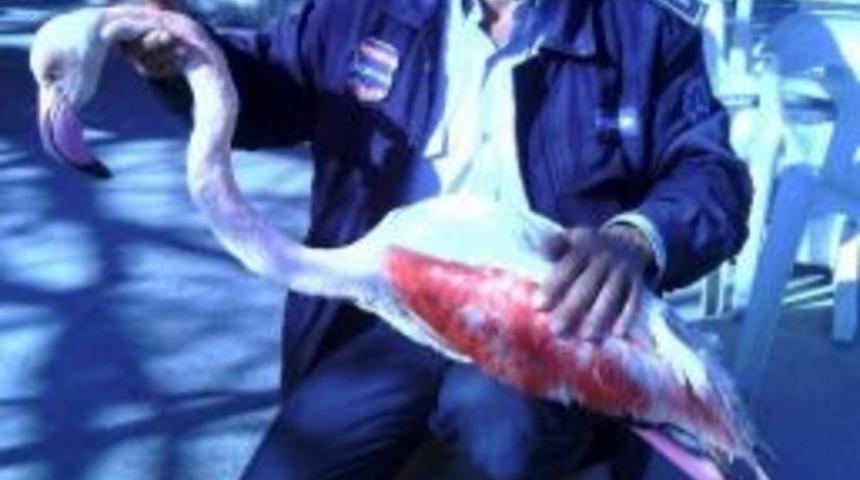 Ağlara Takılan Flamingo A&ccedil;lıktan &Ouml;ld&uuml;