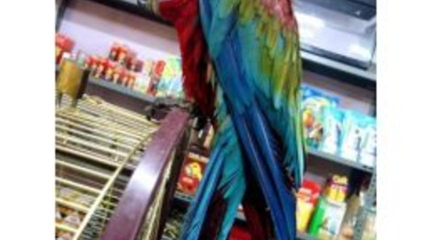 (&ouml;zel Haber) Araba Fiyatına Papağan