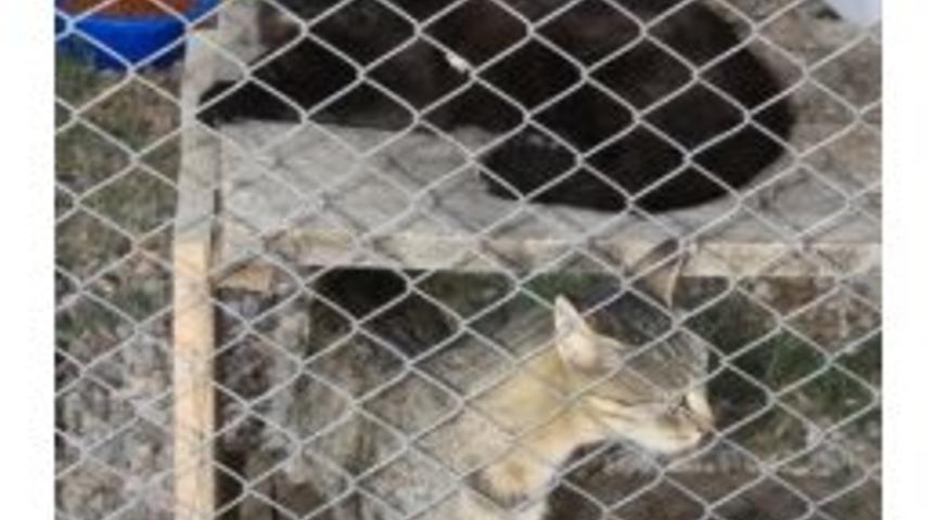 (&ouml;zel Haber) İneg&ouml;l Belediyesi Hayvan Dostu