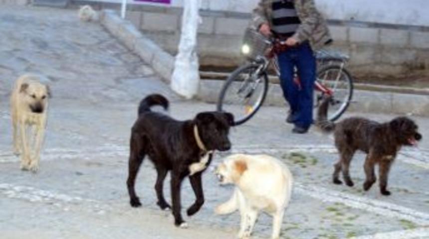Edremit&rsquo;te Başı Boş K&ouml;pekler 15 Kişiyi Isırdı
