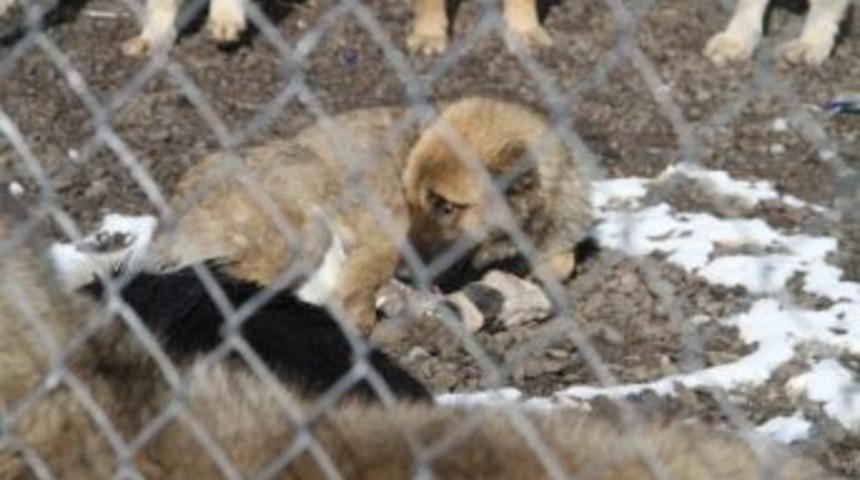 Başıboş Hayvanlar Toplatıldı