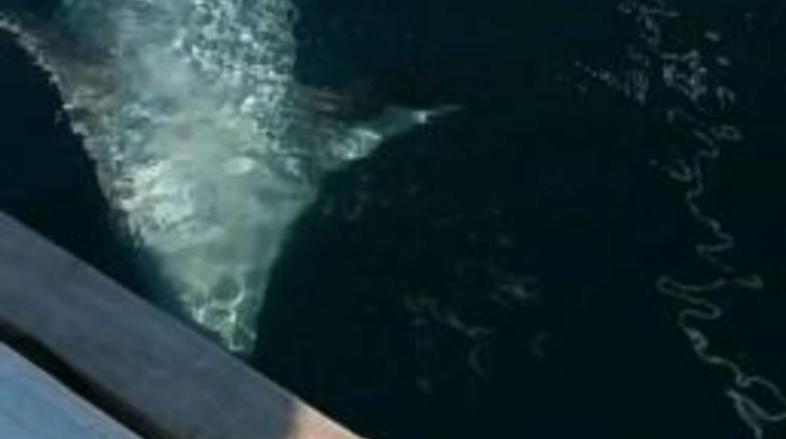 Fok Badem&rsquo;in Tahtına G&ouml;z Koydu