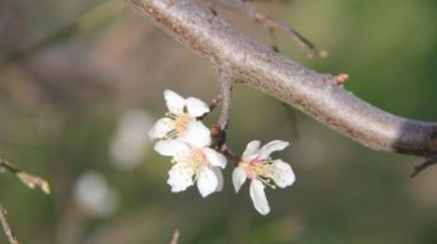 Yalancı Bahar Doğayı Uyandırdı