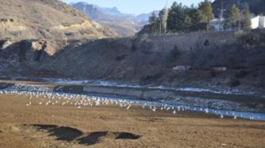 Kuraklık Munzur&rsquo;u Kuruttu