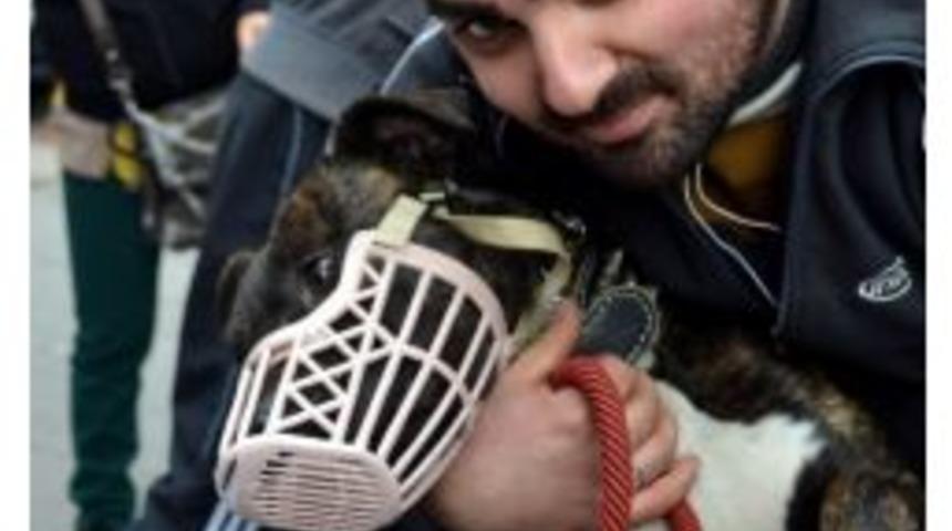 &ldquo;hayvana Şiddet Cezasız Kalmasın&rdquo;