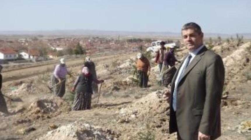 Kırkkız Dağlarına 3 Yılda 215 Bin &Ccedil;am Fidanı