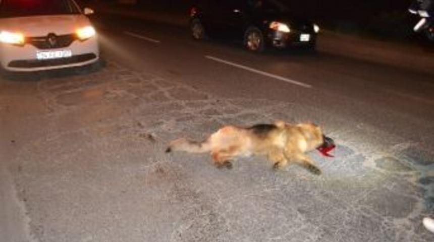 Motosikletin &Ccedil;arptığı Bek&ccedil;i K&ouml;peği &Ouml;ld&uuml;