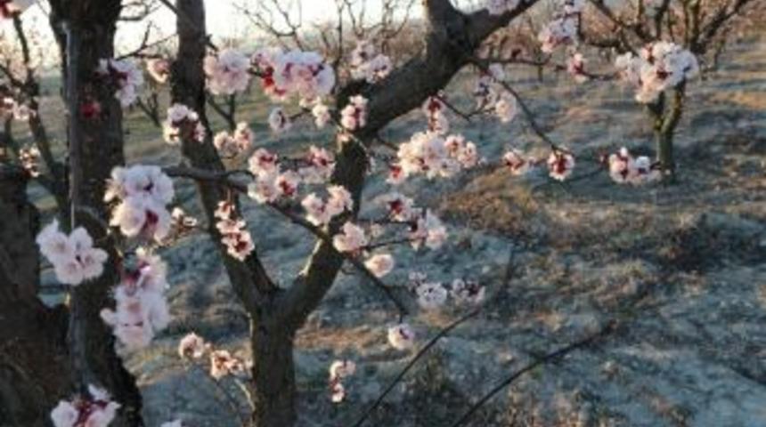 Mut'ta Kayısı Ağa&ccedil;ları Adeta Gelinliğe B&uuml;r&uuml;nd&uuml;