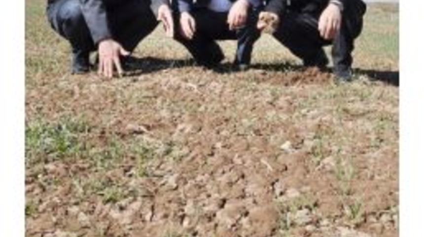 (&ouml;zel Haber) Tarlalar Yeşerdi Ama Rekolte Y&uuml;zde 50 D&uuml;şecek