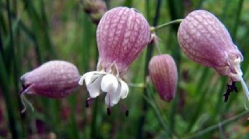 Kaz Dağları&rsquo;nda 32 &Ccedil;eşit Endemik Bitki Var