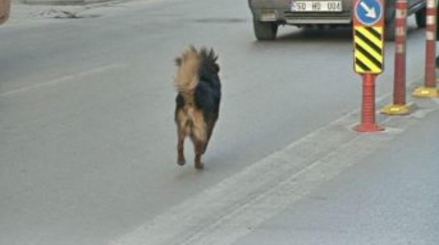 Sevimli K&ouml;pek, S&uuml;r&uuml;c&uuml; Ve Yayalara Zor Anlar Yaşattı