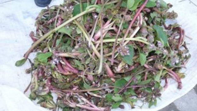 Hodan Otu Satarak Geçimi Sağlıyor