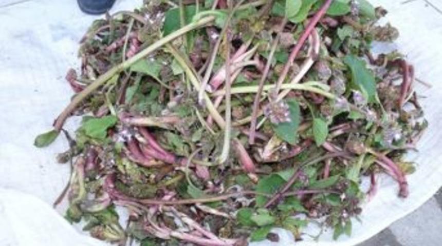 Hodan Otu Satarak Ge&ccedil;imi Sağlıyor