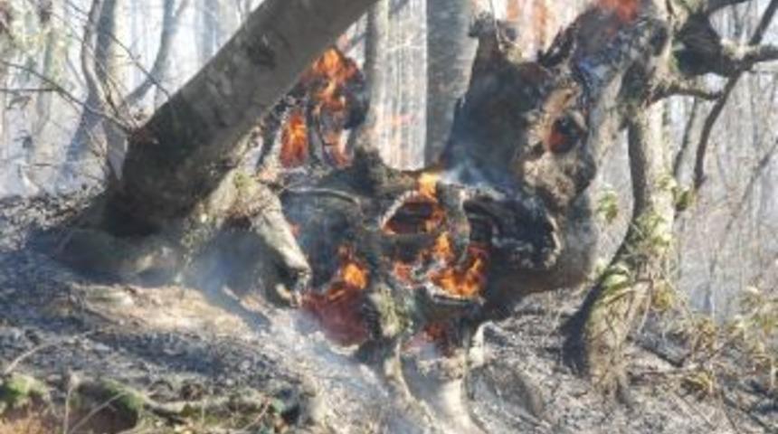 Ormanlık Alanda Yangın &Ccedil;ıktı