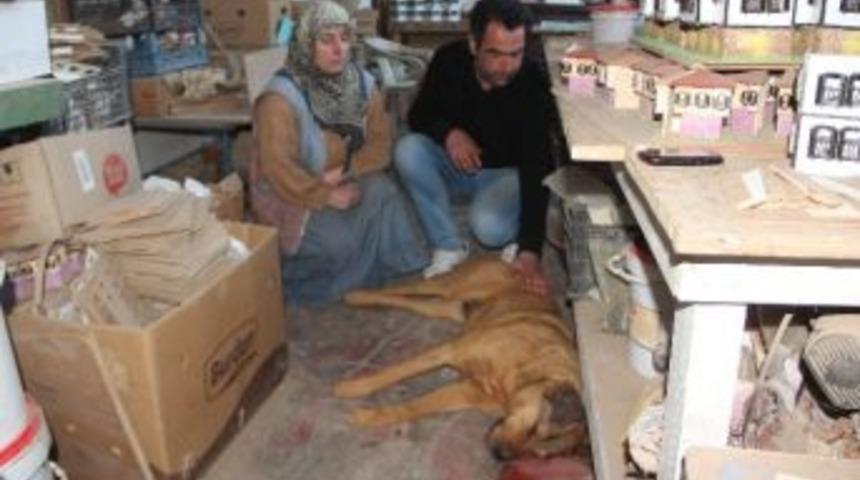 Safranbolu&rsquo;da K&ouml;peklerin Zehirlendiği İddiası