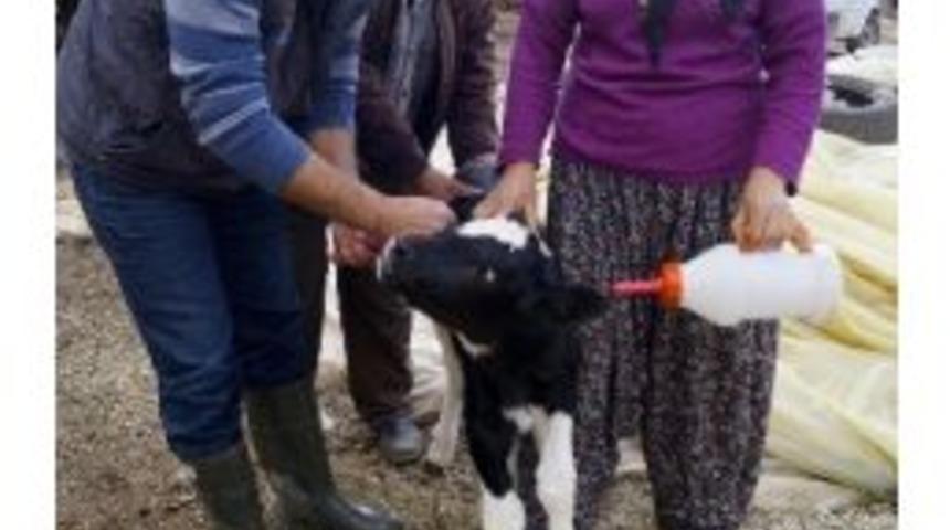 2014'te K&uuml;pelenmemiş Buzağı Kalmayacak