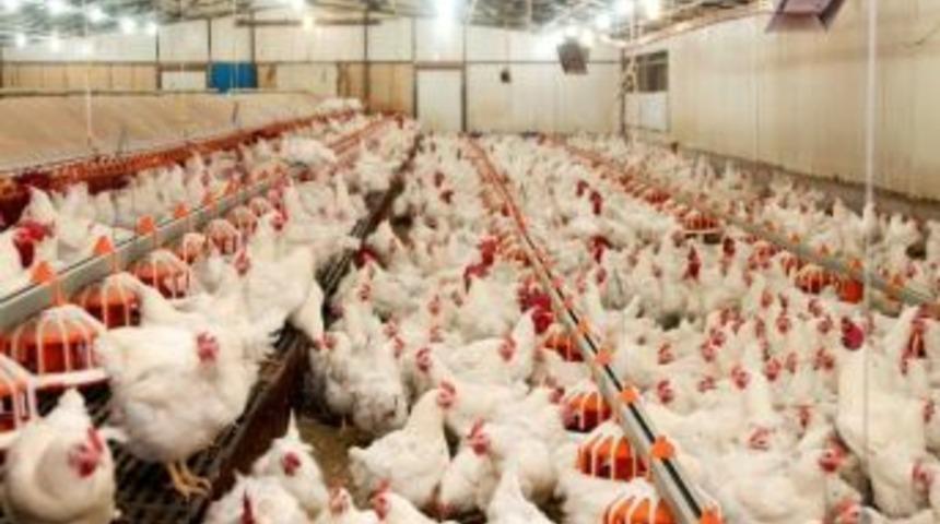 Tavuk Pişirildiği G&uuml;n T&uuml;ketilmeli