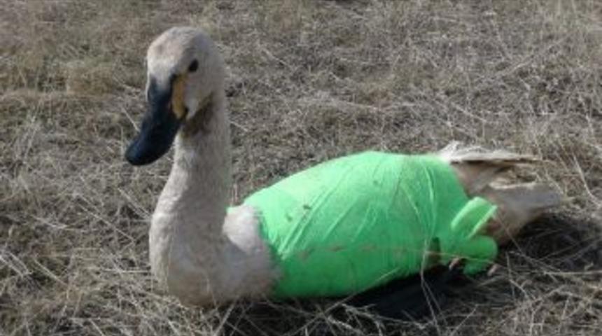 Yaralı Kuğu Tedavi Altına Alındı