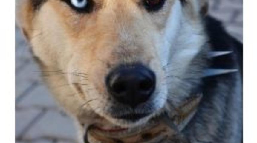 Van Kedisi G&ouml;r&uuml;n&uuml;ml&uuml; K&ouml;pek