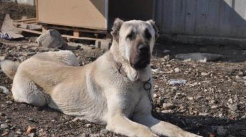 İneg&ouml;l'den &Ccedil;alınan Kangal Kocaeli&rsquo;nde Bulundu