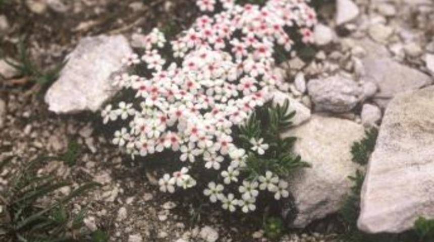Uludağ&rsquo;a &ldquo;botanik Bah&ccedil;esi&rdquo; Kurulacak