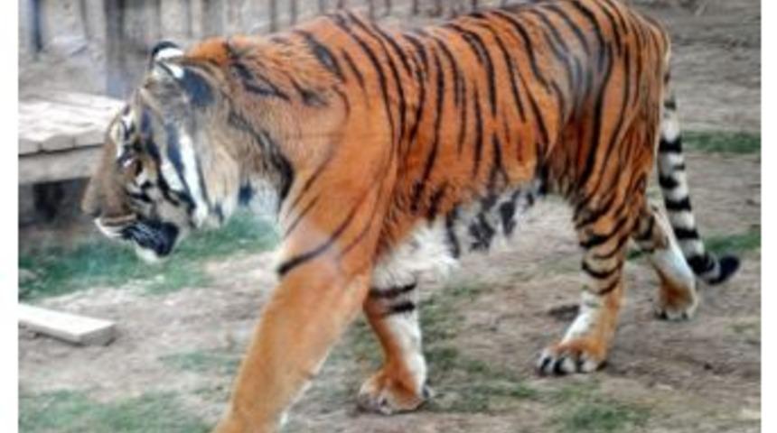 (&ouml;zel Haber) Batman'dan Gelen Kaplan, Kayseri'ye Alıştı