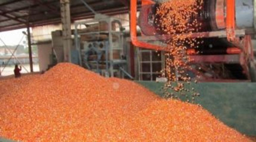 Milli Mısır &Ccedil;eşidi &ldquo;karadeniz Yıldızı&rdquo; Ve &ldquo;samada 07&rdquo; Rağbet G&ouml;r&uuml;yor