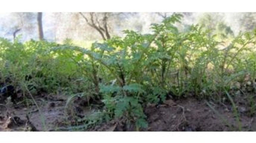 İncirliova&rsquo;da Arı Otu Fazelya Demonstrasyonu Yapıldı