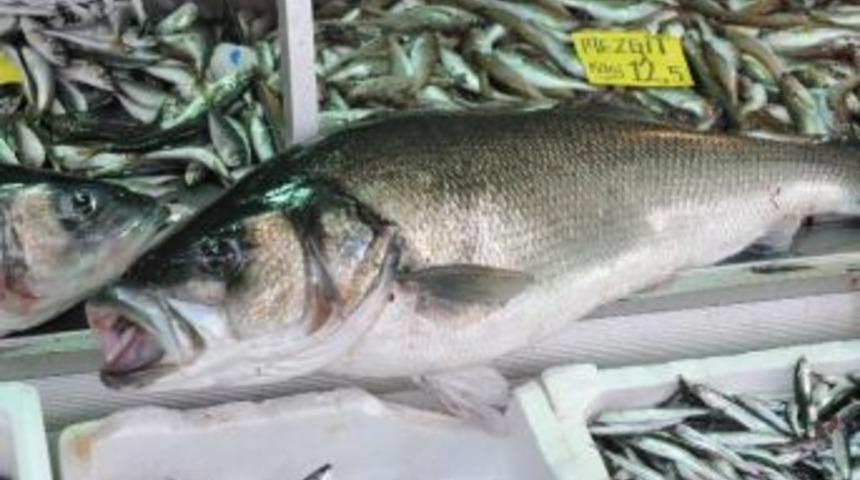 Karadeniz'den Dev Levrek &Ccedil;ıktı