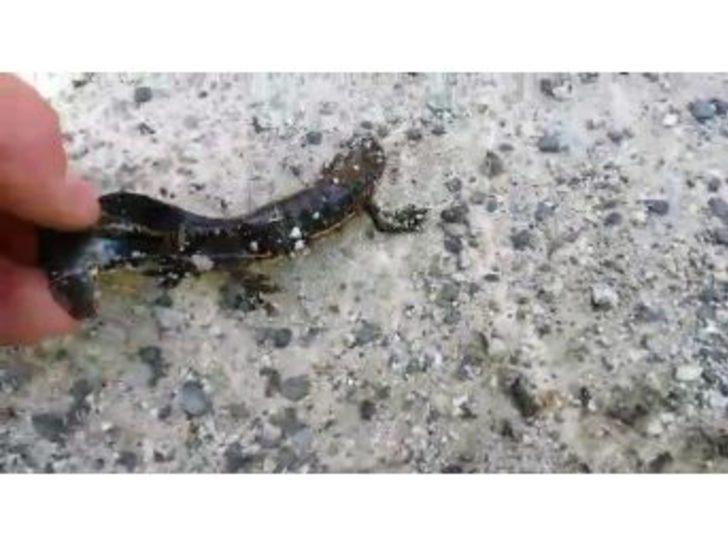 Nesli T&uuml;kenen Kertenkele T&uuml;r&uuml;ne Rize&rsquo;de Rastlandı