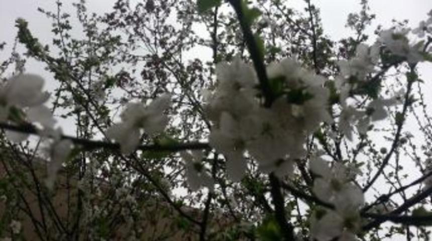 Gebze'de Ağa&ccedil;lar Erken &Ccedil;i&ccedil;ek A&ccedil;tı