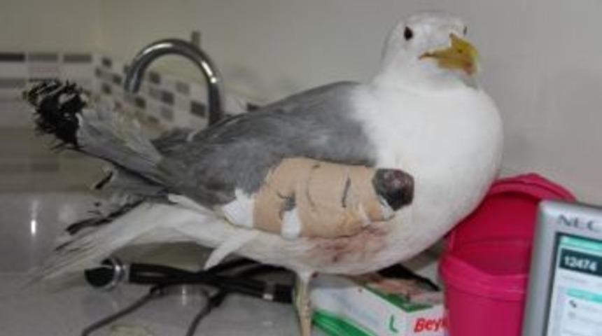 (&ouml;zel Haber) Kanadına &Ccedil;ivi &Ccedil;akılan Martı Artık U&ccedil;abilecek