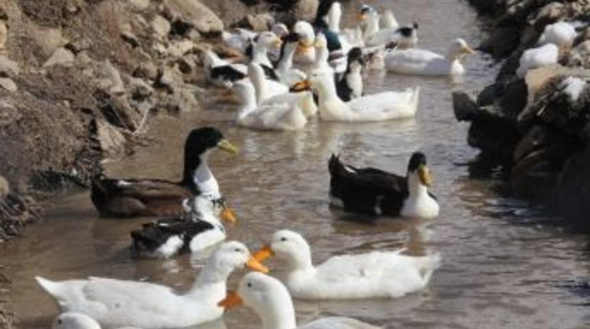 Hakkari&rsquo;de İlk &Ouml;rdek &Ccedil;iftliği Kuruldu