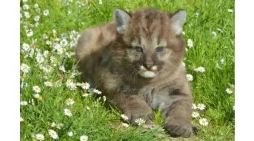 Doğal Yaşam Parkı Ailesine Bir Yavru Daha Katıldı