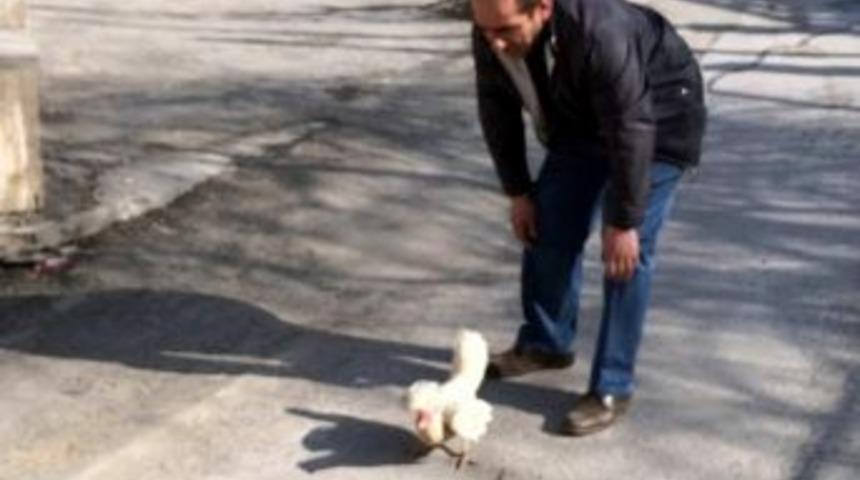 (&ouml;zel Haber) - İtfaiye Ekiplerinden Tavuk Kurtarma Operasyonu