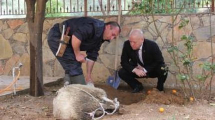 Yal&ccedil;ın Pekg&uuml;zel Kurban Kesti, "yola Devam" Dedi