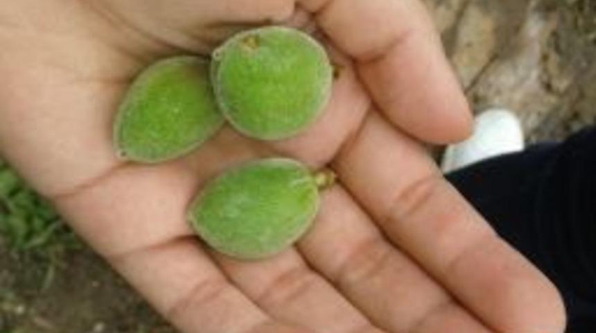 Yiyene Aşk Olsun, Kilosu 70 Tl