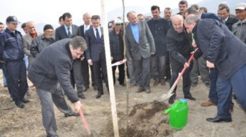 Yenice’de Ceviz Dikim Töreni Yapıldı