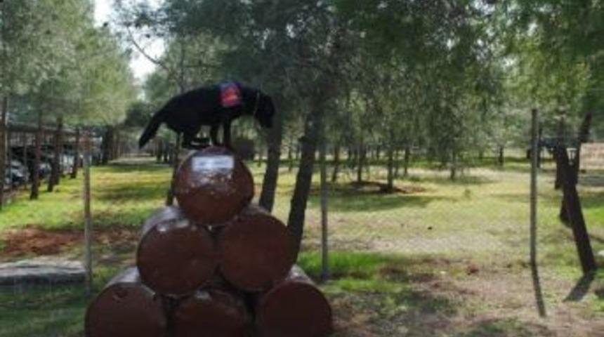 Narkotik Ve Psikotrop K&ouml;peklerinin 5 Yıllık Başarısı