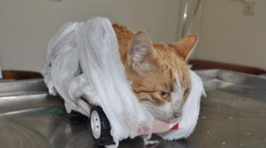 Ayakları Kesilen Kediye Oyuncak Arabadan Ayak