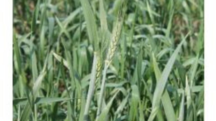 Havalar Isındı Buğdaylar Erken Başak Verdi