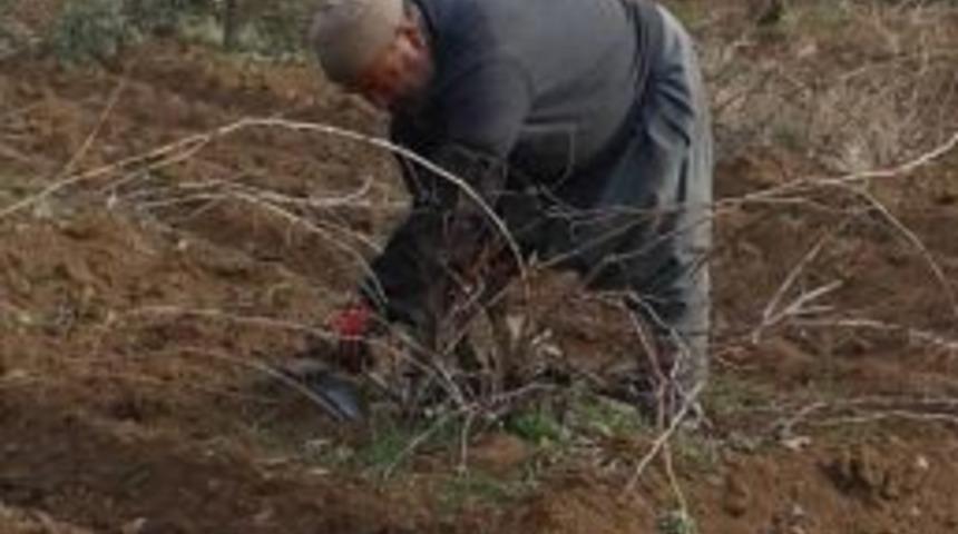 Bağ Budamı S&uuml;r&uuml;yor