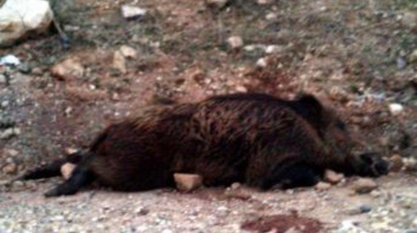 Aracın &Ccedil;arptığı İki Yaban Domuzu Telef Oldu