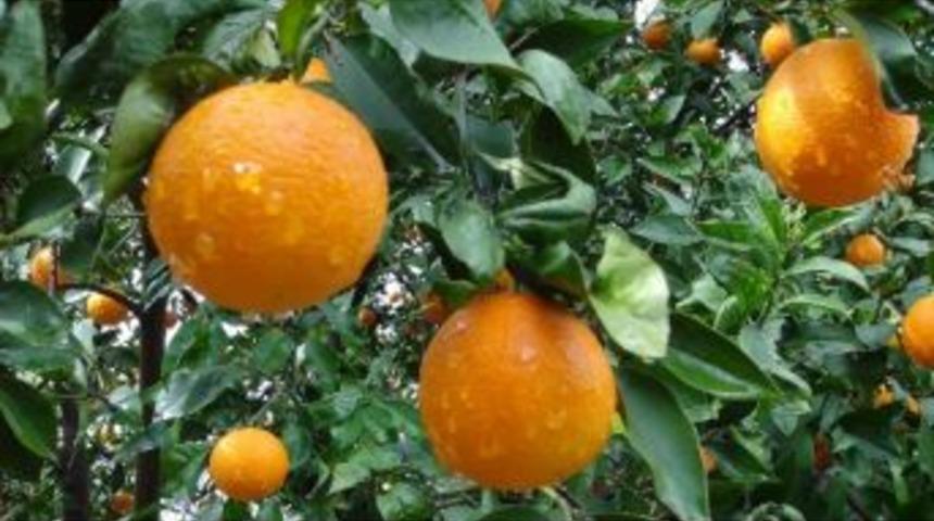 Yağmur &Ccedil;ift&ccedil;iyi G&uuml;ld&uuml;rd&uuml;