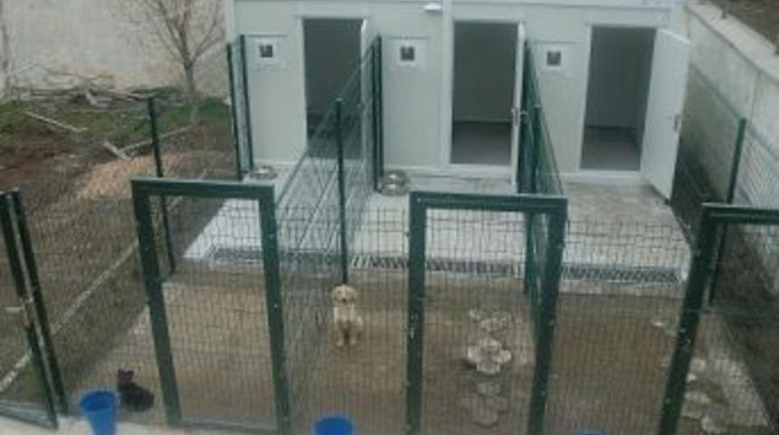 Eskişehir Afad 'k&ouml;pekli Arama Timi' Kurdu