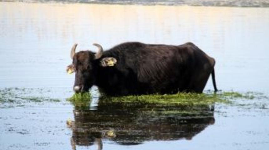 Çaldıran’da Zorlu Yaşam